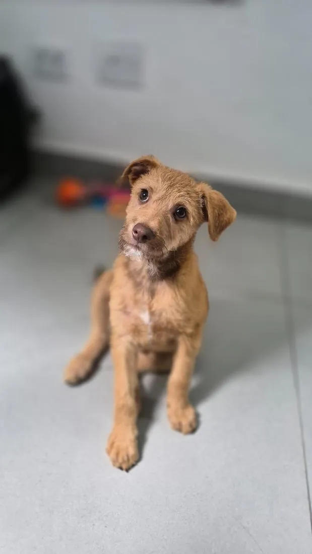 Cachorro raça SRD-ViraLata idade 2 a 6 meses nome Billy