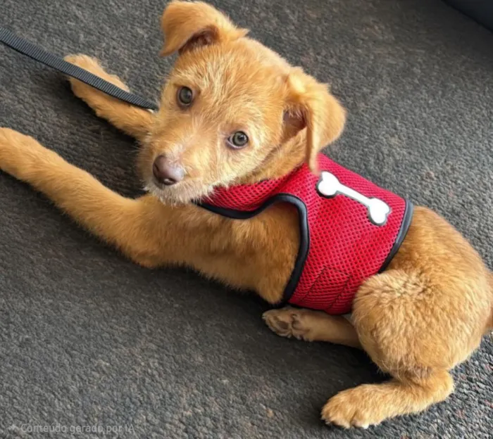 Cachorro raça SRD-ViraLata idade 2 a 6 meses nome Billy