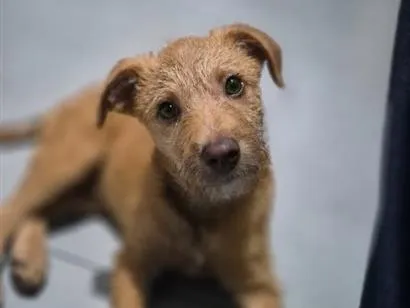 Cachorro raça SRD-ViraLata idade 2 a 6 meses nome Billy
