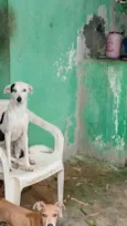  nala e apollo