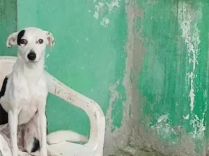 Cachorro raça SRD-ViraLata idade 1 ano nome  nala e apollo