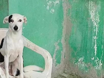 Cachorro raça SRD-ViraLata idade 1 ano nome  nala e apollo