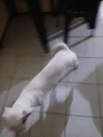 Lua