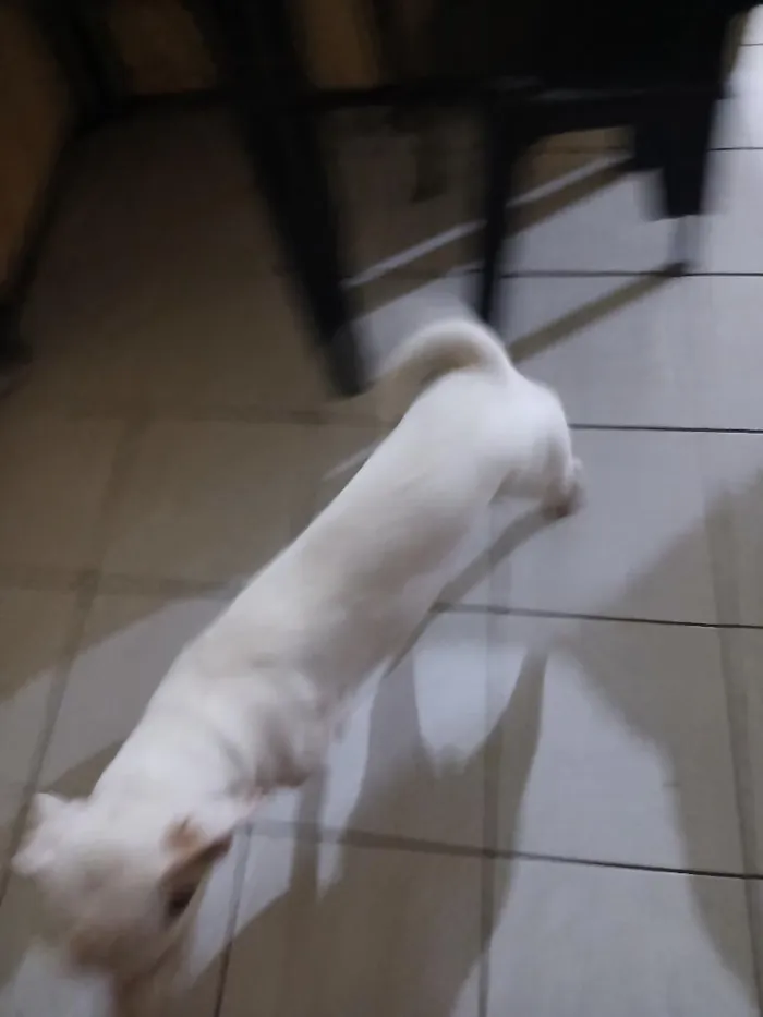 Cachorro raça SRD-ViraLata idade 7 a 11 meses nome Lua