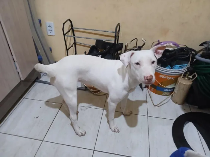 Cachorro raça SRD-ViraLata idade 7 a 11 meses nome Lua
