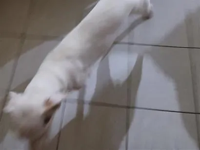 Cachorro raça SRD-ViraLata idade 7 a 11 meses nome Lua
