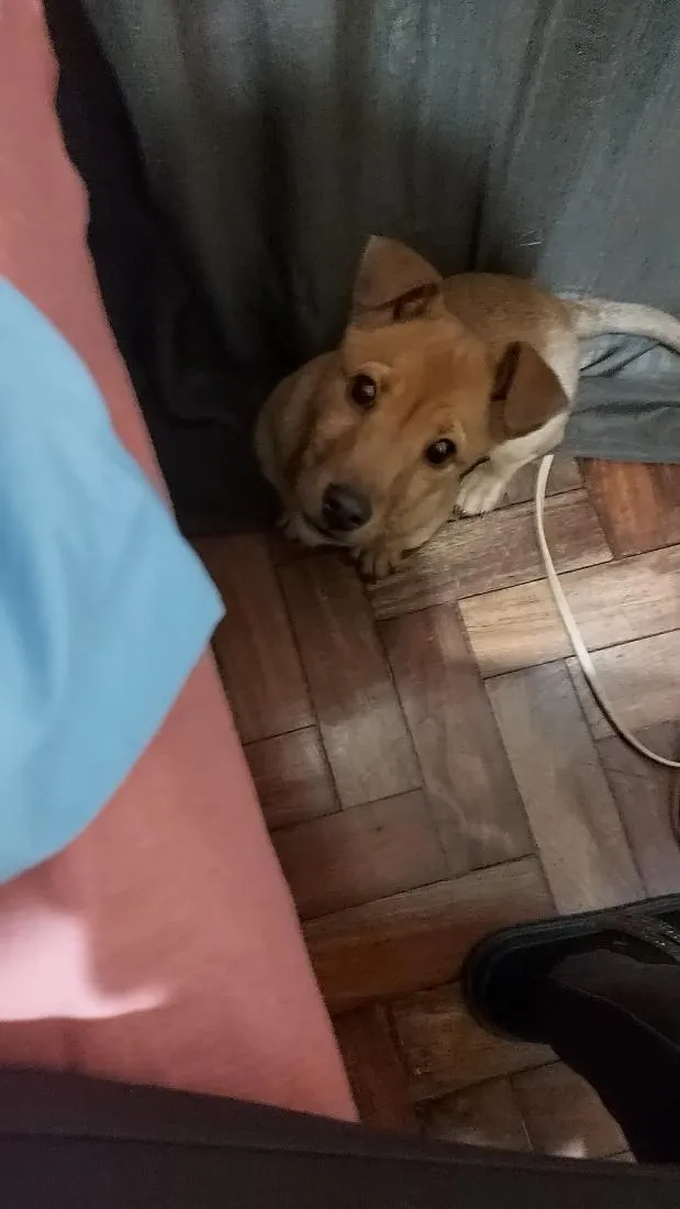 Cachorro raça SRD-ViraLata idade 2 a 6 meses nome Luna
