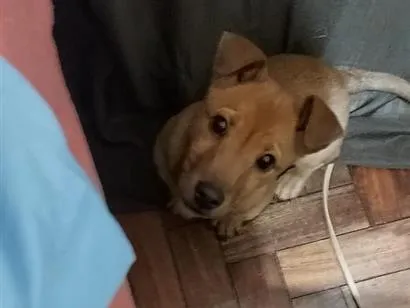Cachorro raça SRD-ViraLata idade 2 a 6 meses nome Luna