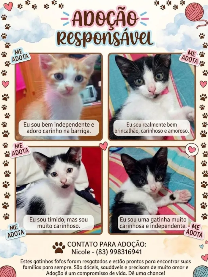 Gato raça SRD-ViraLata idade 2 a 6 meses nome sem nomes