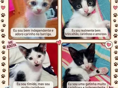 Gato raça SRD-ViraLata idade 2 a 6 meses nome sem nomes