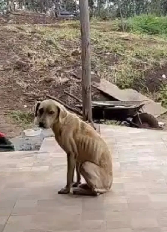 Cachorro raça SRD-ViraLata idade 4 anos nome Mel