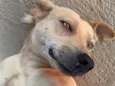 Mel