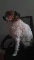 Belinha