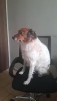Belinha