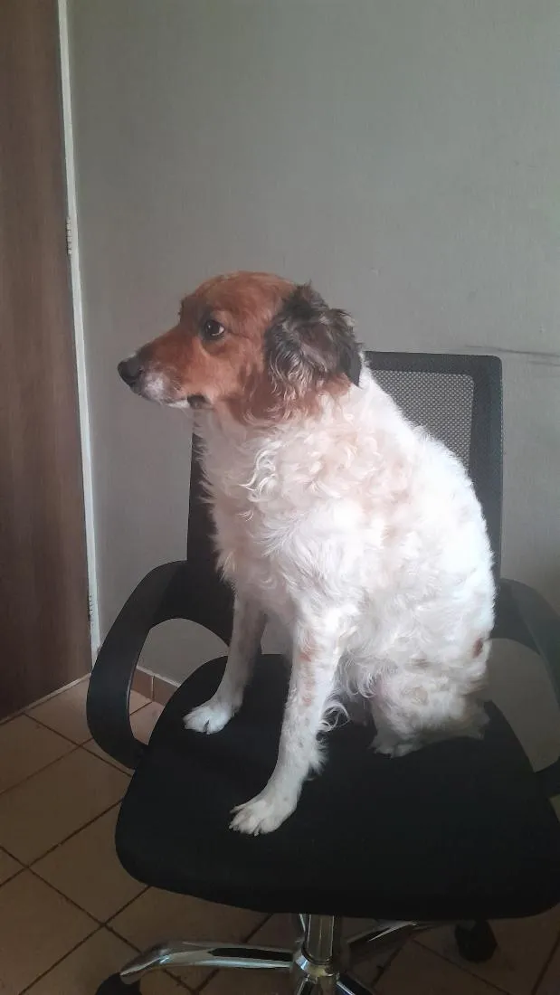 Cachorro raça SRD-ViraLata idade 6 ou mais anos nome Belinha