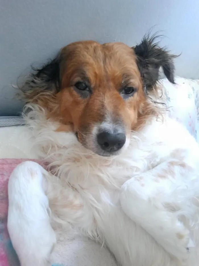 Cachorro raça SRD-ViraLata idade 6 ou mais anos nome Belinha