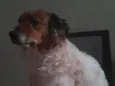 Belinha