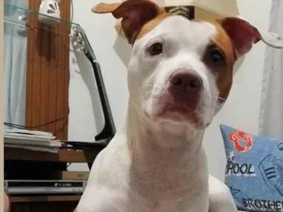 Cachorro raça Pit-Bull idade 2 anos nome Nina