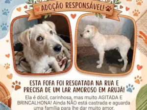 Cachorro raça SRD-ViraLata idade 2 a 6 meses nome Sol 