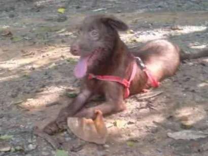 Cachorro raça Labrador idade 1 ano nome Duque 