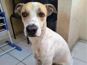 Cachorro raça SRD-ViraLata idade 2 anos nome Lucky