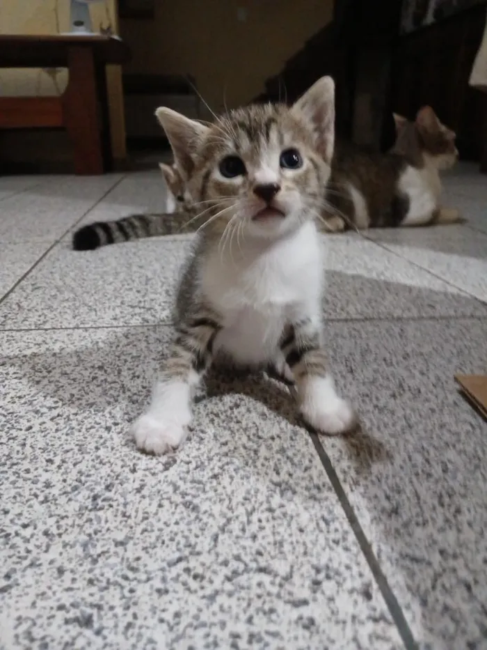 Gato raça SRD-ViraLata idade Abaixo de 2 meses nome Sem nome