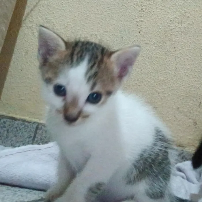 Gato raça SRD-ViraLata idade Abaixo de 2 meses nome Sem nome