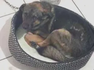 Cachorro raça SRD-ViraLata idade 2 anos nome Lee sin