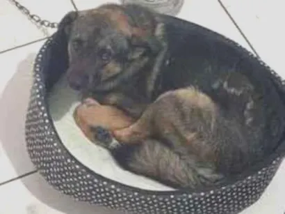 Cachorro raça SRD-ViraLata idade 2 anos nome Lee sin