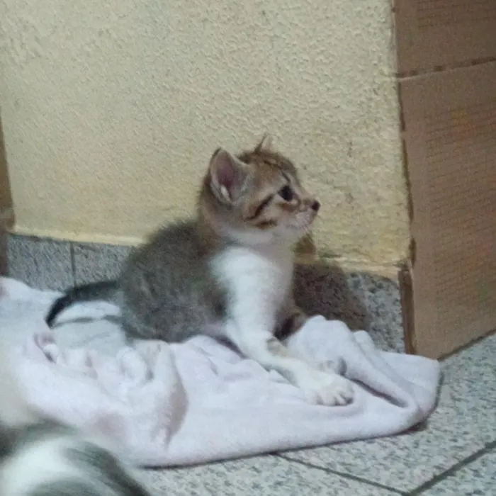 Gato raça SRD-ViraLata idade Abaixo de 2 meses nome Sem nome