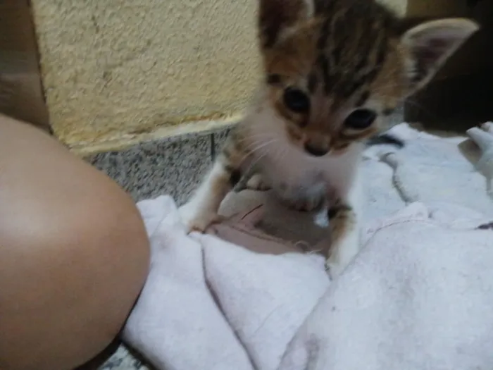 Gato raça SRD-ViraLata idade Abaixo de 2 meses nome Sem nome