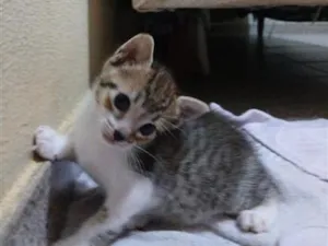 Gato raça SRD-ViraLata idade Abaixo de 2 meses nome Sem nome
