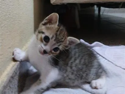 Gato raça SRD-ViraLata idade Abaixo de 2 meses nome Sem nome