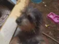 Cacau