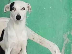 Cachorro raça SRD-ViraLata idade 1 ano nome  nala e apollo