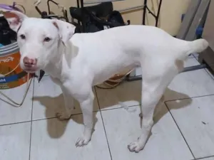 Cachorro raça SRD-ViraLata idade 7 a 11 meses nome Lua