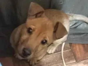 Cachorro raça SRD-ViraLata idade 2 a 6 meses nome Luna