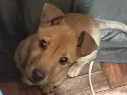 Cachorro raça SRD-ViraLata idade 2 a 6 meses nome Luna