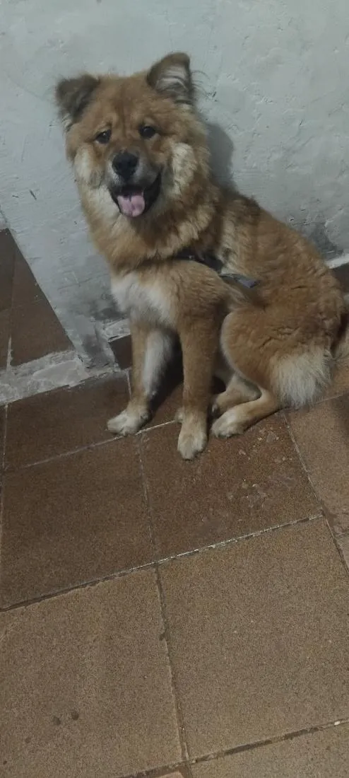 Cachorro raça SRD-ViraLata idade 7 a 11 meses nome zeus