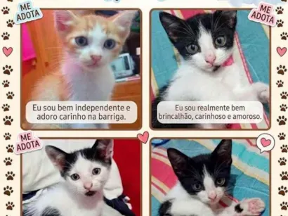 Gato raça SRD-ViraLata idade 2 a 6 meses nome sem nomes