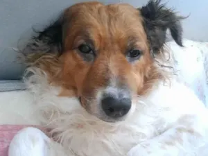 Cachorro raça SRD-ViraLata idade 6 ou mais anos nome Belinha