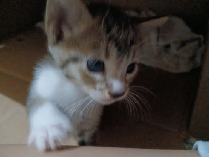 Gato raça SRD-ViraLata idade Abaixo de 2 meses nome Sem nome