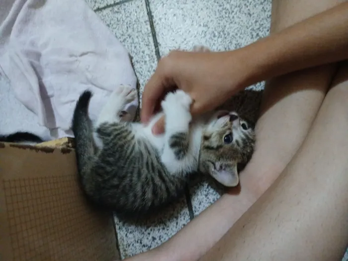 Gato raça SRD-ViraLata idade Abaixo de 2 meses nome Sem nome