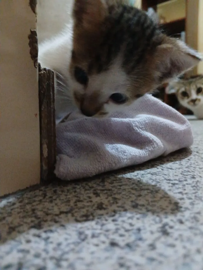 Gato raça SRD-ViraLata idade Abaixo de 2 meses nome Sem nome
