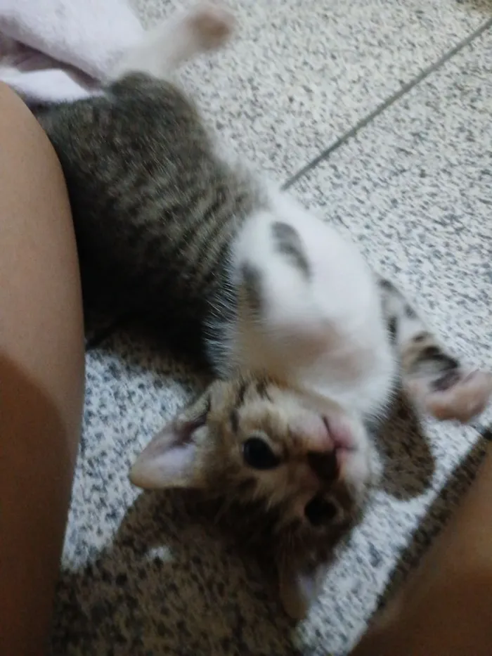 Gato raça SRD-ViraLata idade Abaixo de 2 meses nome Sem nome