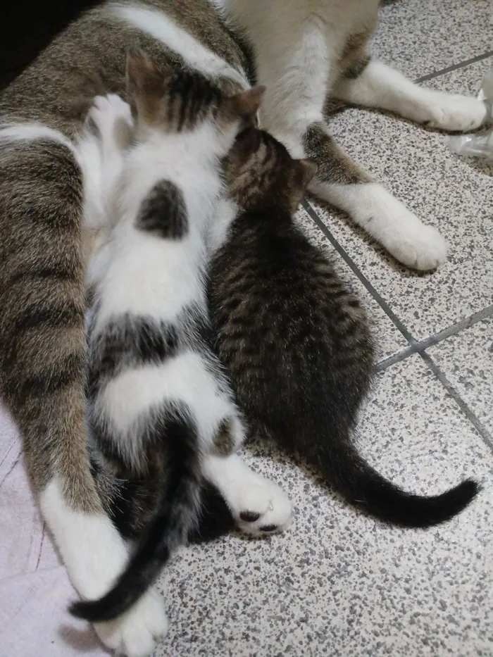 Gato raça SRD-ViraLata idade Abaixo de 2 meses nome Sem nome