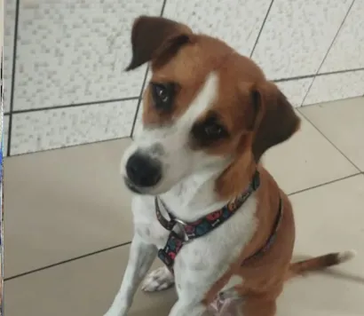 Cachorro raça SRD-ViraLata idade 1 ano nome Juddye