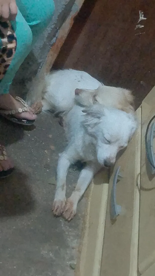 Cachorro raça SRD-ViraLata idade 1 ano nome Luna e Pandora