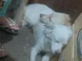 Luna e Pandora