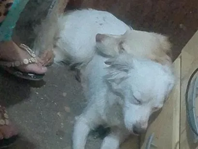 Cachorro raça SRD-ViraLata idade 1 ano nome Luna e Pandora